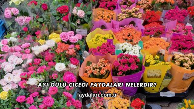 Ayı Gülü Çiçeği Faydaları Nelerdir?