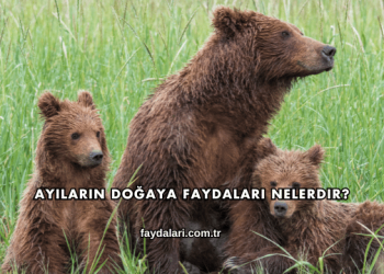 Ayıların Doğaya Faydaları Nelerdir?