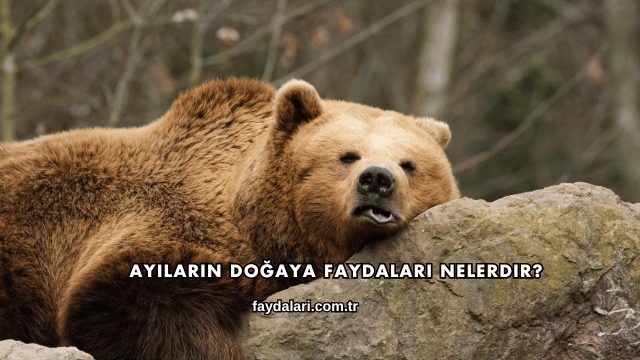 Ayıların Doğaya Faydaları Nelerdir?