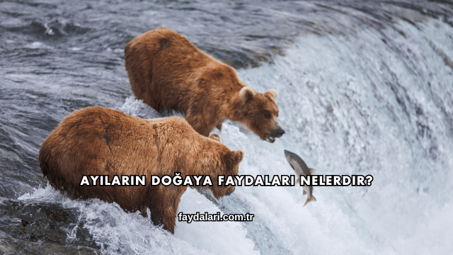 Ayıların Doğaya Faydaları Nelerdir?