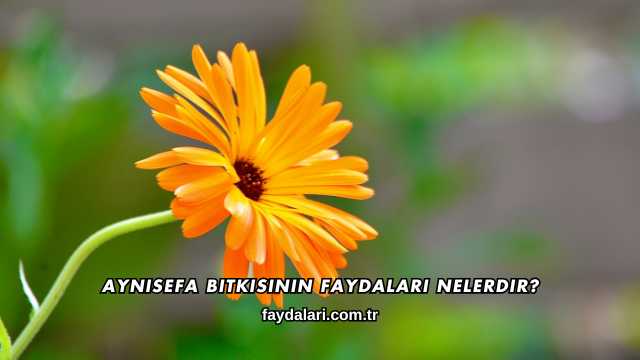 Aynısefa Bitkisinin Faydaları Nelerdir?