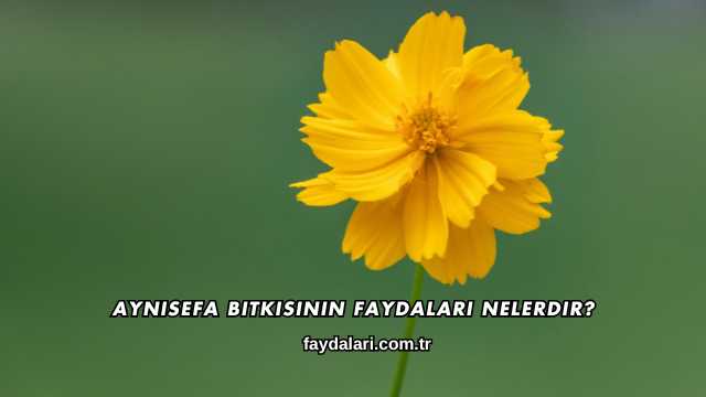 Aynısefa Bitkisinin Faydaları Nelerdir?