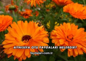 Aynısefa Otu Faydaları Nelerdir?