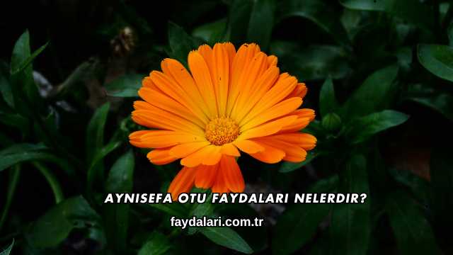 Aynısefa Otu Faydaları Nelerdir?