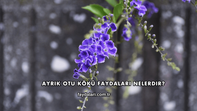 Ayrık Otu Kökü Faydaları Nelerdir?