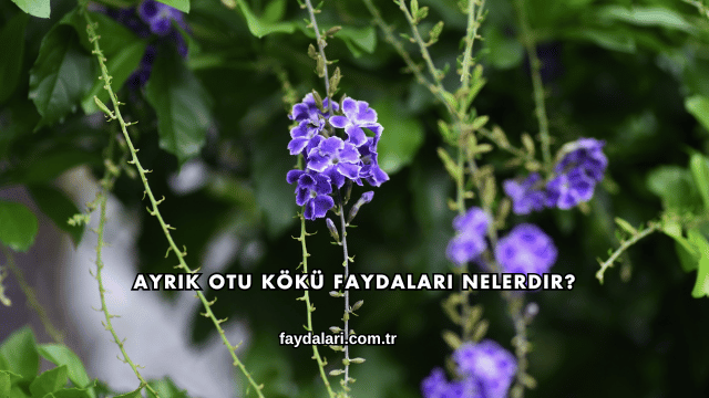 Ayrık Otu Kökü Faydaları Nelerdir?