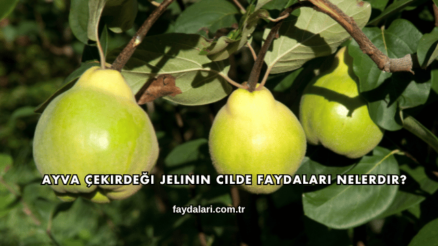 Ayva Çekirdeği Jelinin Cilde Faydaları Nelerdir?