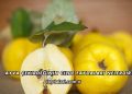 Ayva Çekirdeğinin Cilde Faydaları Nelerdir?