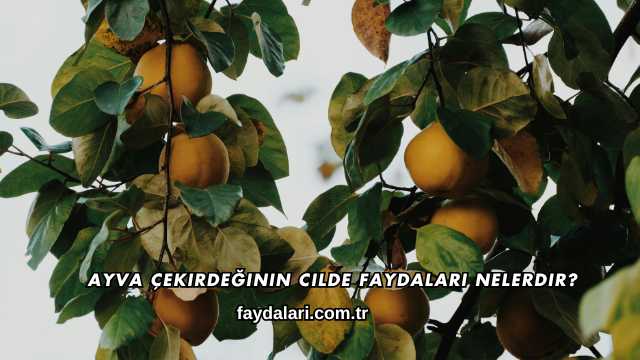Ayva Çekirdeğinin Cilde Faydaları Nelerdir?