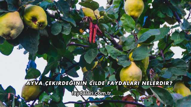 Ayva Çekirdeğinin Cilde Faydaları Nelerdir?