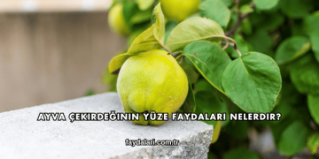 Ayva Çekirdeğinin Yüze Faydaları Nelerdir?