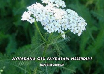 Ayvadana Otu Faydaları Nelerdir?
