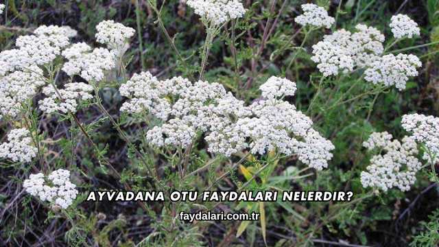 Ayvadana Otu Faydaları Nelerdir?