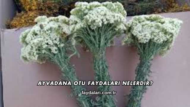Ayvadana Otu Faydaları Nelerdir?