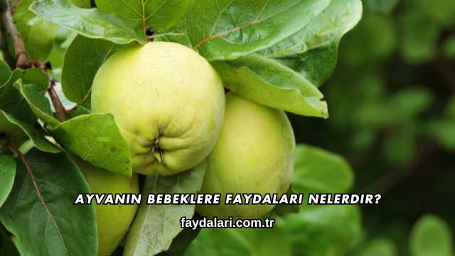 Ayvanın Bebeklere Faydaları Nelerdir?