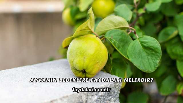 Ayvanın Bebeklere Faydaları Nelerdir?
