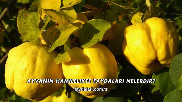 Ayvanın Hamilelikte Faydaları Nelerdir?