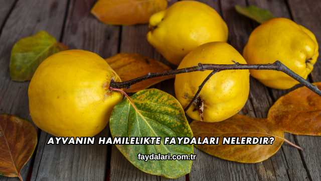 Ayvanın Hamilelikte Faydaları Nelerdir?