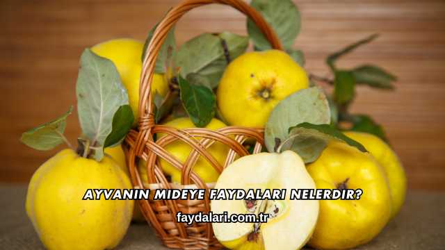 Ayvanın Mideye Faydaları Nelerdir?