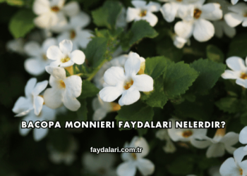 Bacopa Monnieri Faydaları Nelerdir?