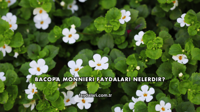 Bacopa Monnieri Faydaları Nelerdir?