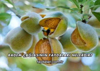 Badem Çağlasının Faydaları Nelerdir?