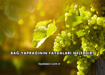 Bağ Yaprağının Faydaları Nelerdir?