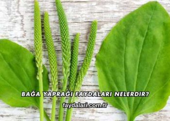 Bağa Yaprağı Faydaları Nelerdir?