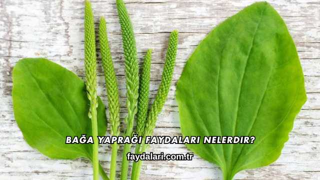 Bağa Yaprağı Faydaları Nelerdir?