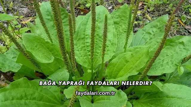 Bağa Yaprağı Faydaları Nelerdir?