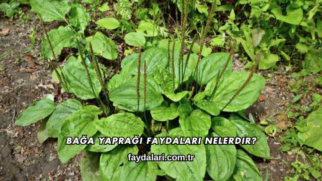 Bağa Yaprağı Faydaları Nelerdir?