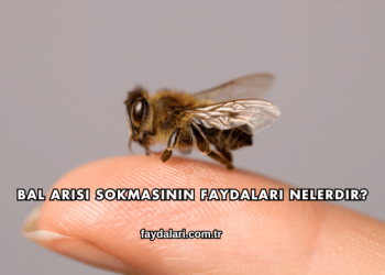 Bal Arısı Sokmasının Faydaları Nelerdir?