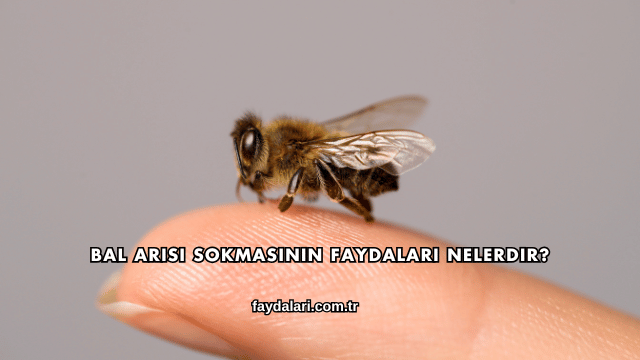 Bal Arısı Sokmasının Faydaları Nelerdir?