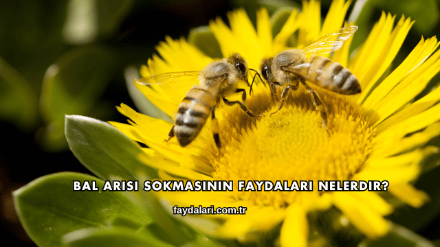 Bal Arısı Sokmasının Faydaları Nelerdir?