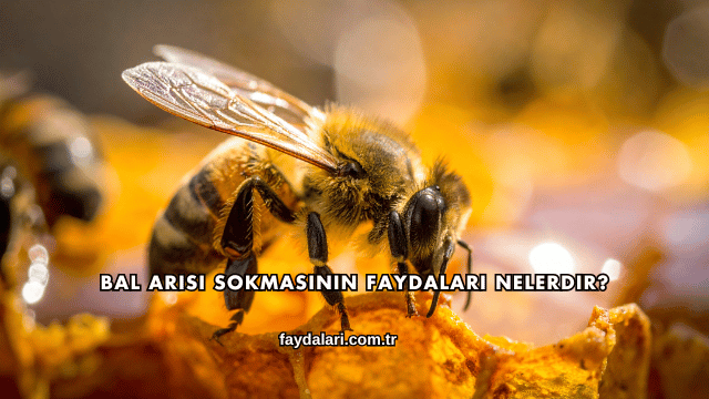 Bal Arısı Sokmasının Faydaları Nelerdir?
