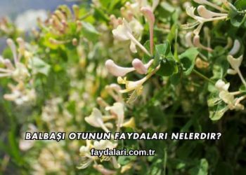 Balbaşı Otunun Faydaları Nelerdir?