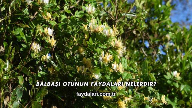 Balbaşı Otunun Faydaları Nelerdir?