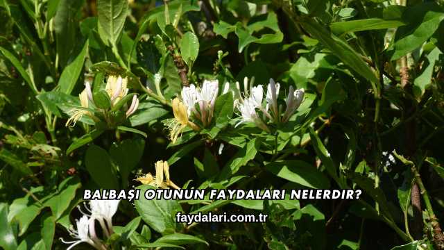 Balbaşı Otunun Faydaları Nelerdir?