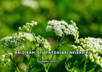 Baldıran Otu Faydaları Nelerdir?