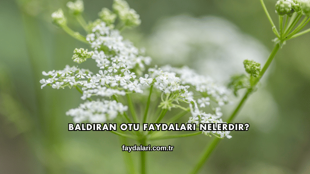 Baldıran Otu Faydaları Nelerdir?