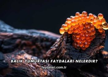 Balık Yumurtası Faydaları Nelerdir?