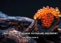 Balık Yumurtasının Faydaları Nelerdir?