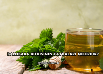 Ballıbaba Bitkisinin Faydaları Nelerdir?