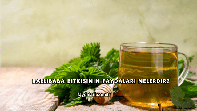 Ballıbaba Bitkisinin Faydaları Nelerdir?
