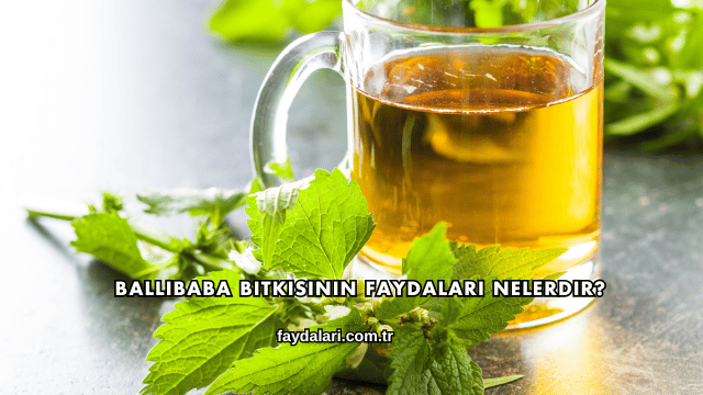 Ballıbaba Bitkisinin Faydaları Nelerdir?