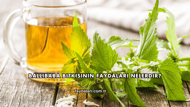 Ballıbaba Bitkisinin Faydaları Nelerdir?
