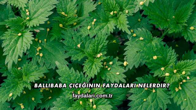 Ballıbaba Çiçeğinin Faydaları Nelerdir?