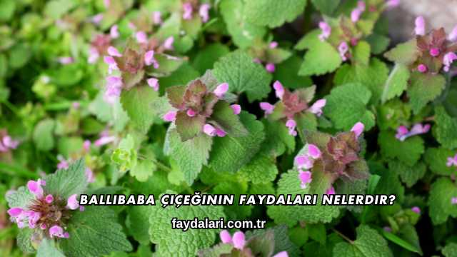 Ballıbaba Çiçeğinin Faydaları Nelerdir?