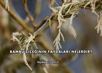 Bambu Çiçeğinin Faydaları Nelerdir?