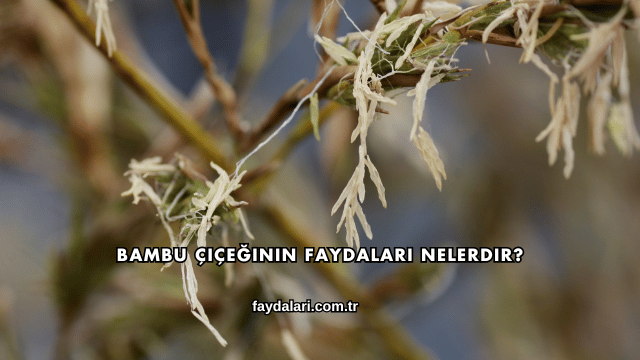 Bambu Çiçeğinin Faydaları Nelerdir?
